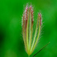 Chloris barbata Sw.